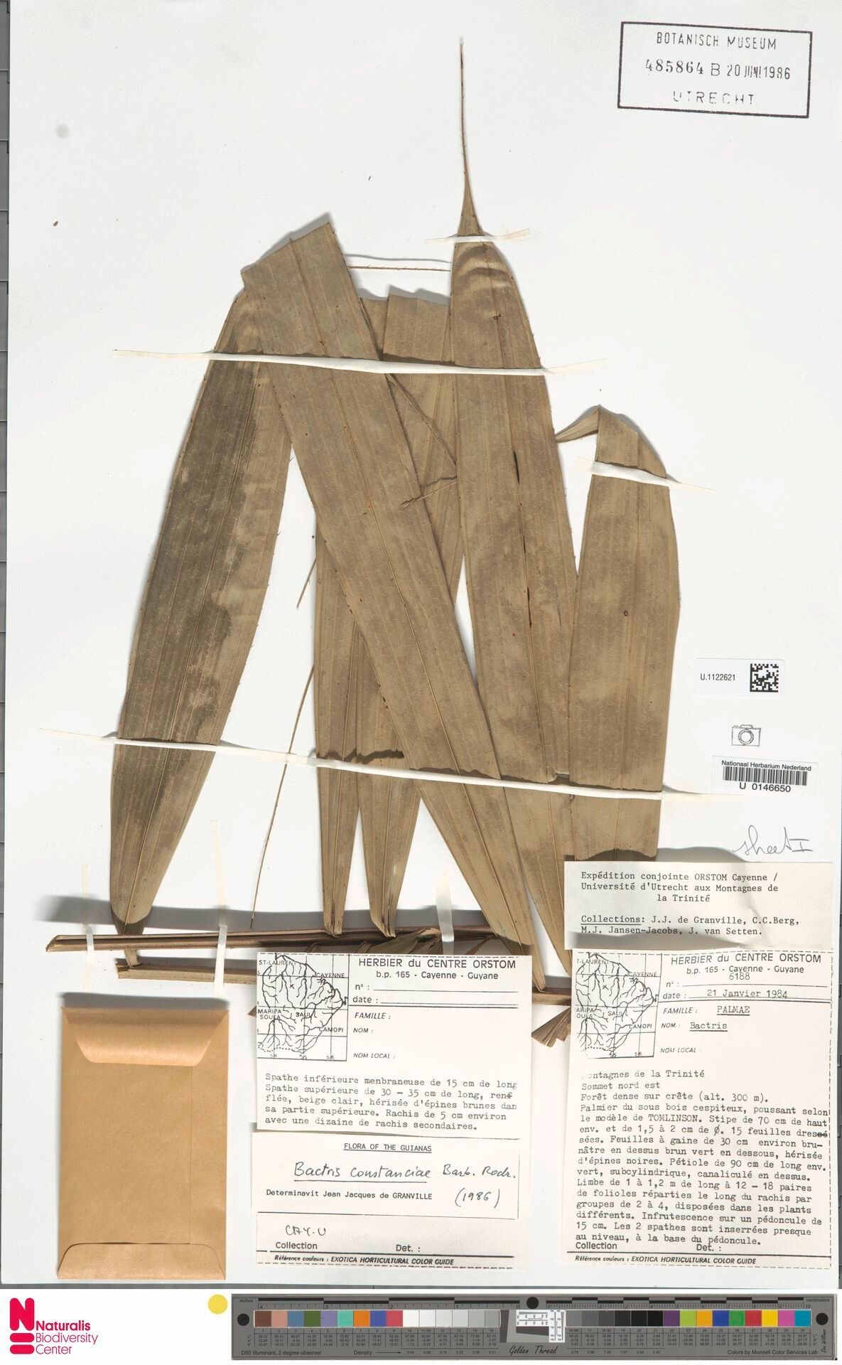 Bactris constanciae — houseplant care guide