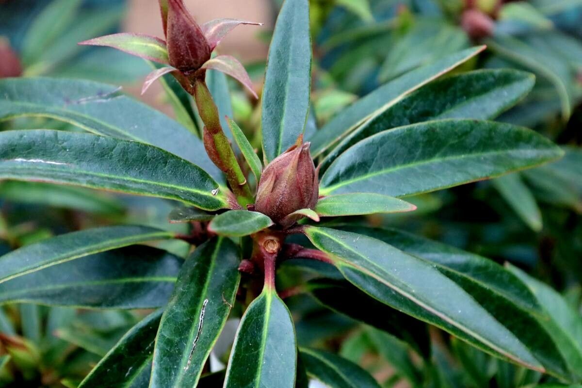 Rhododendron floccigerum — houseplant care guide