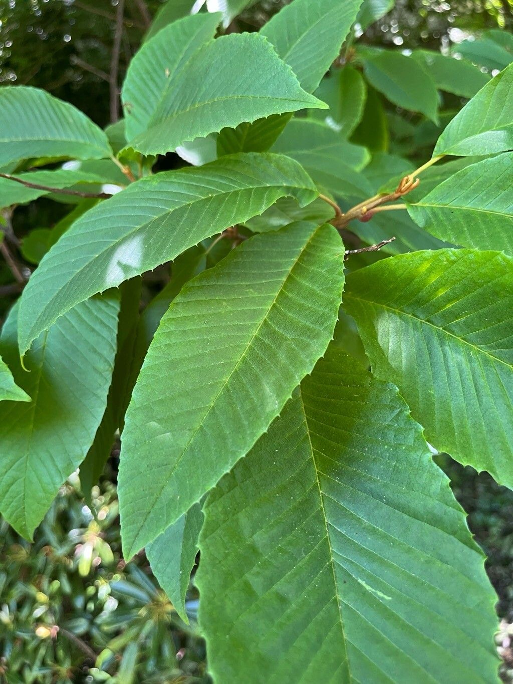 Meliosma myriantha — houseplant care guide