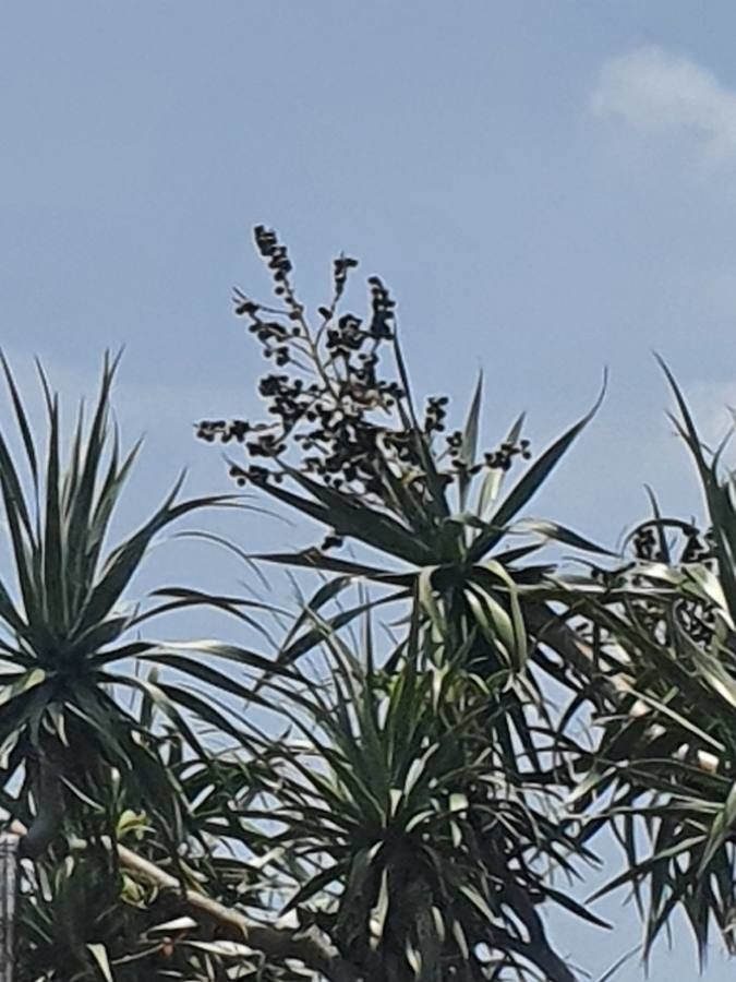 Dracaena ellenbeckiana fruit