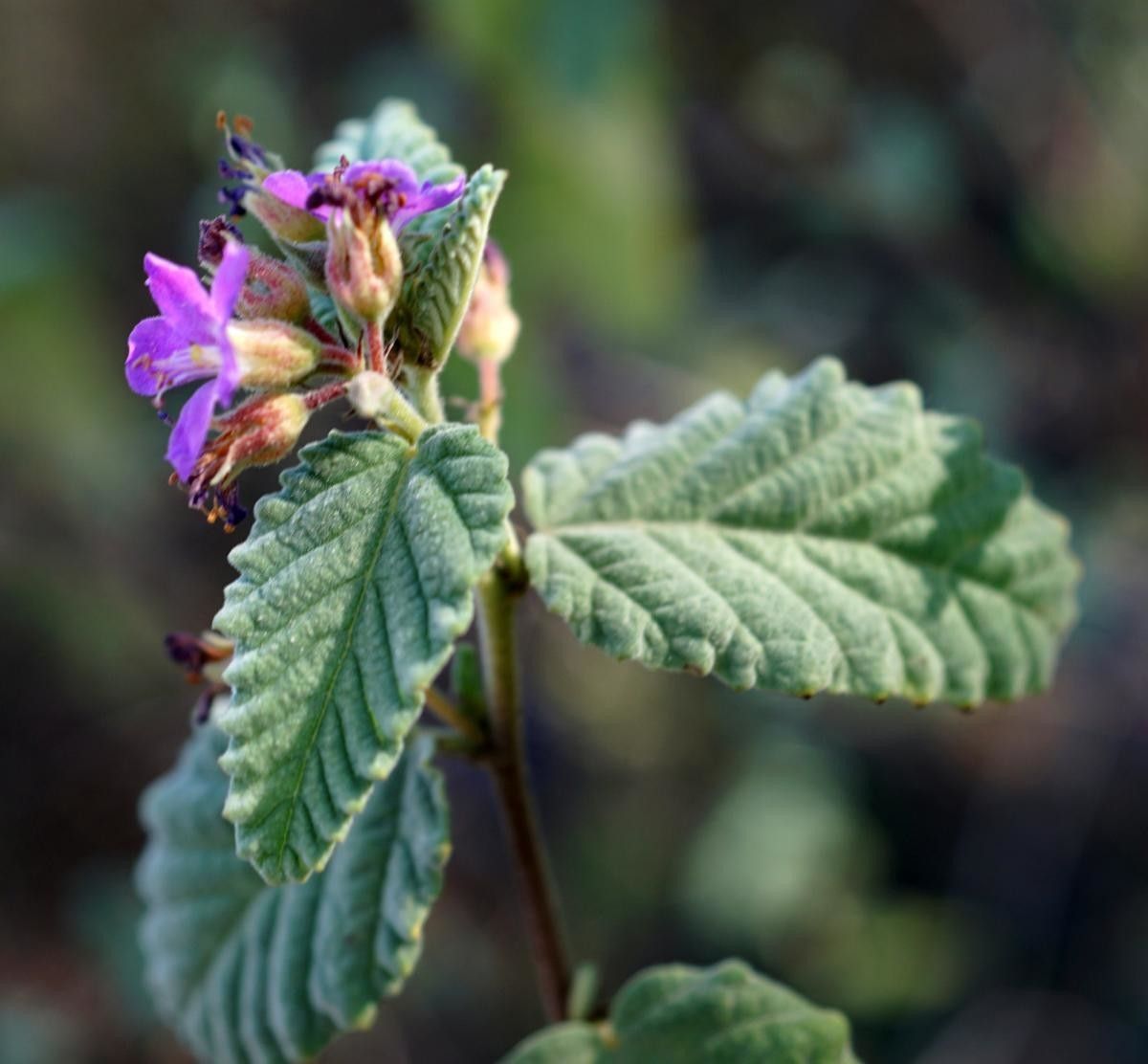 Melochia tomentosa leaf