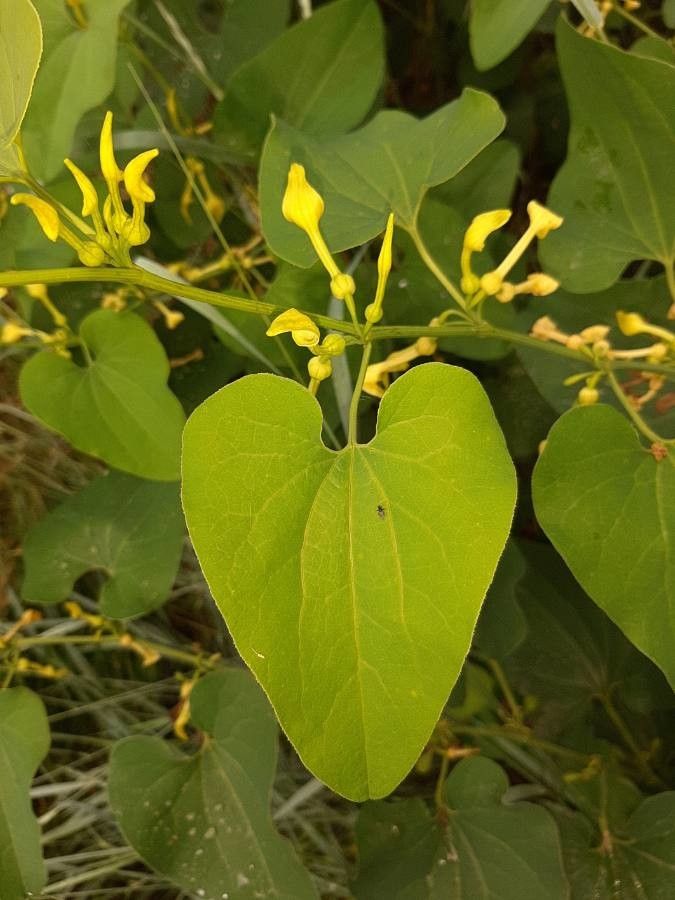 Aristolochia clematitis