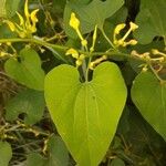 Aristolochia clematitis