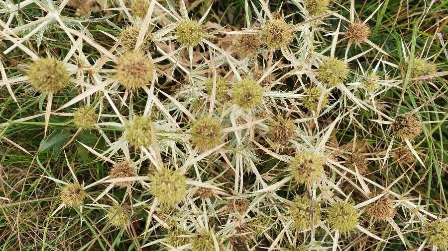 Eryngium campestre fruit