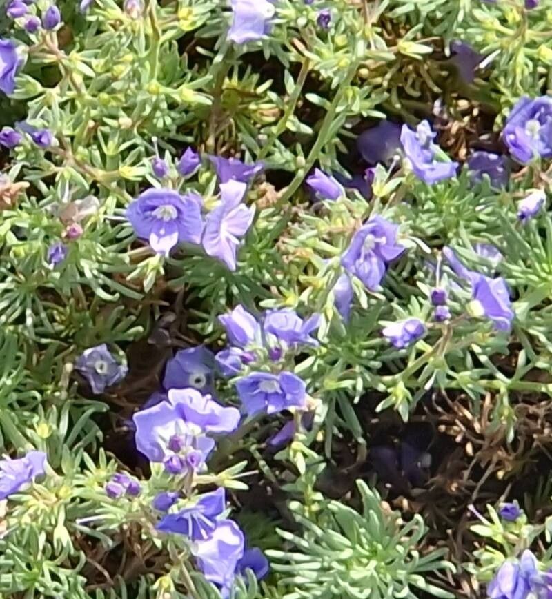 Veronica armena flower