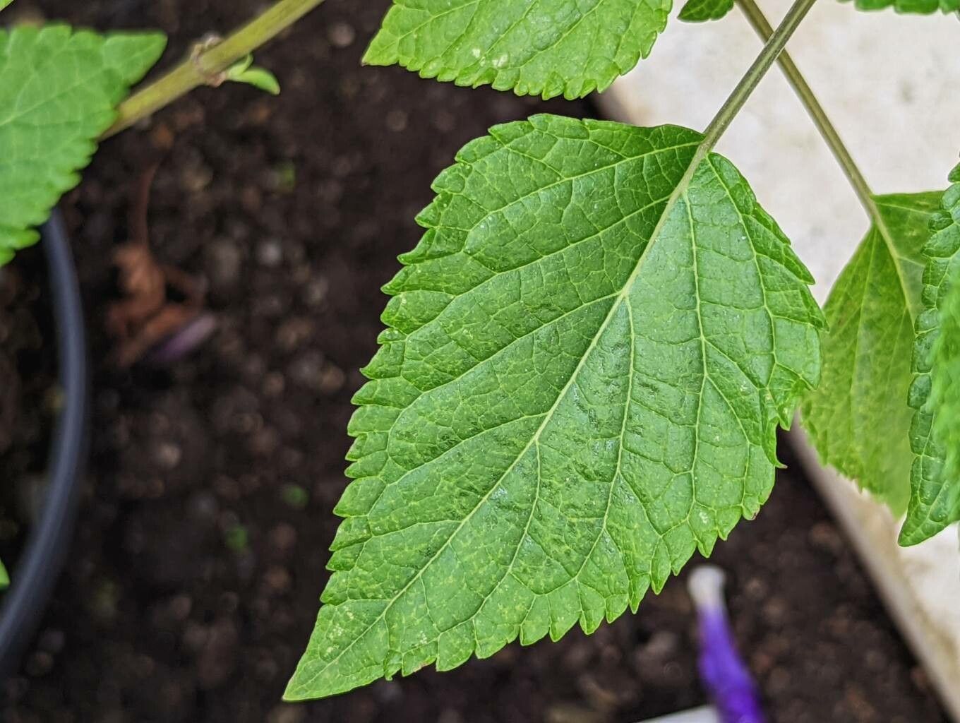 Salvia glabrescens — houseplant care guide