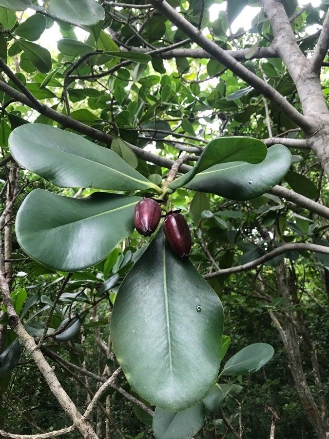 Clusia major habit