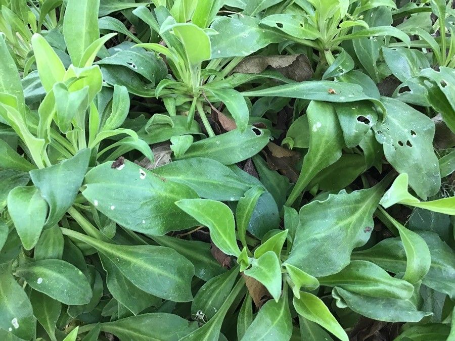 Silene hifacensis habit
