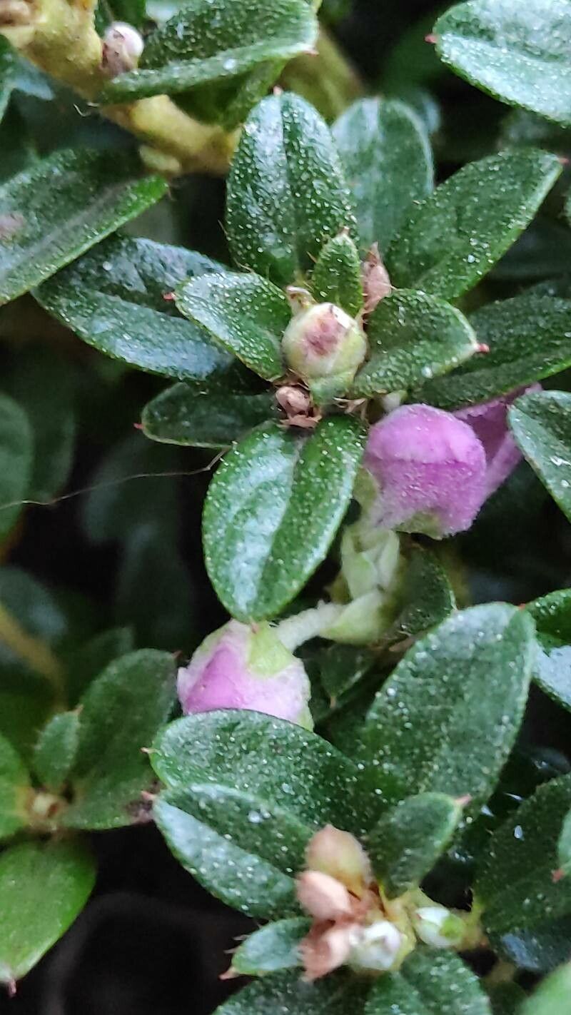 Rhododendron keleticum leaf
