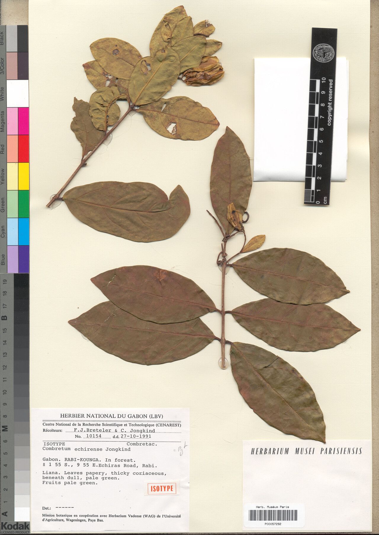 Combretum echirense — houseplant care guide