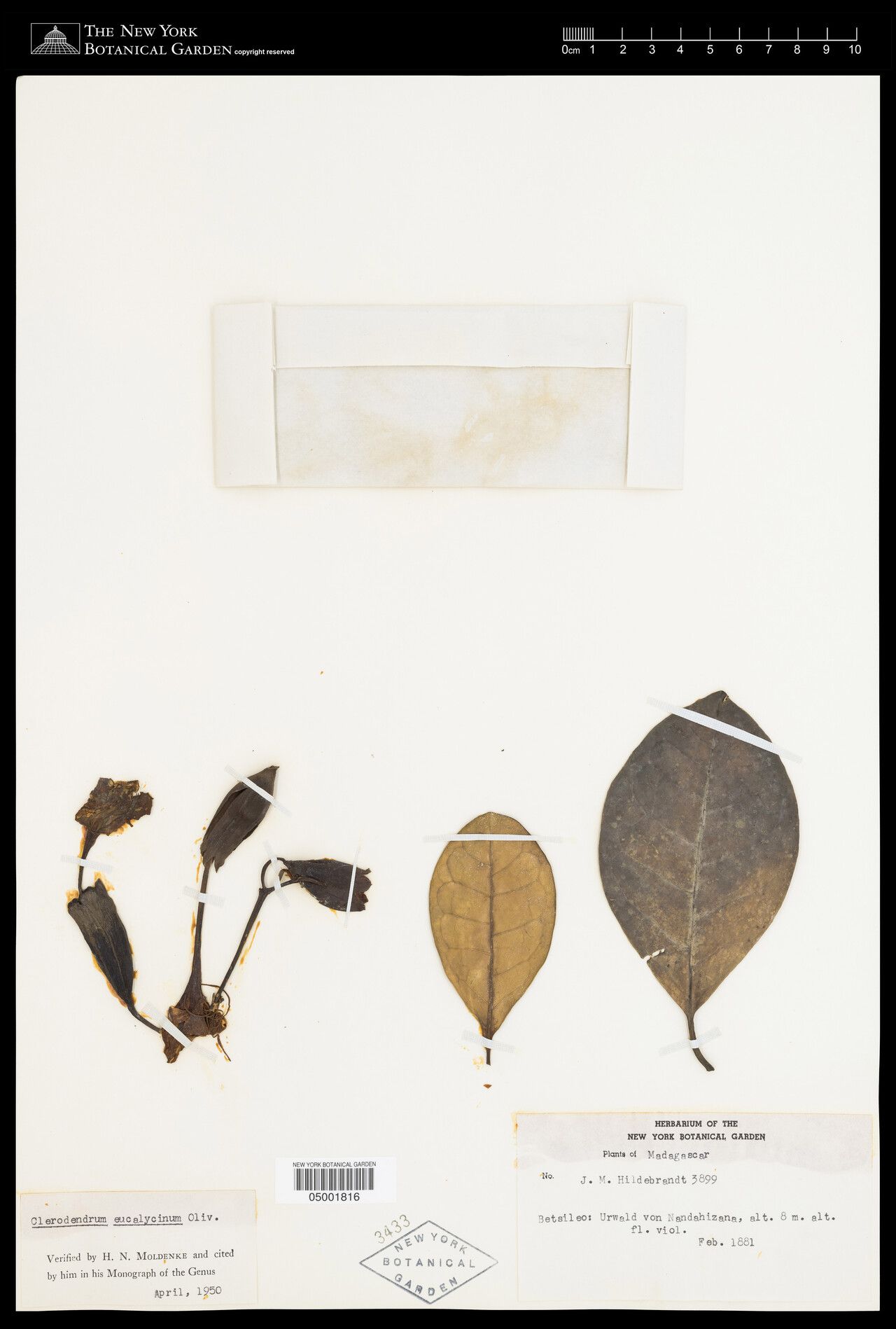 Clerodendrum eucalycinum — houseplant care guide