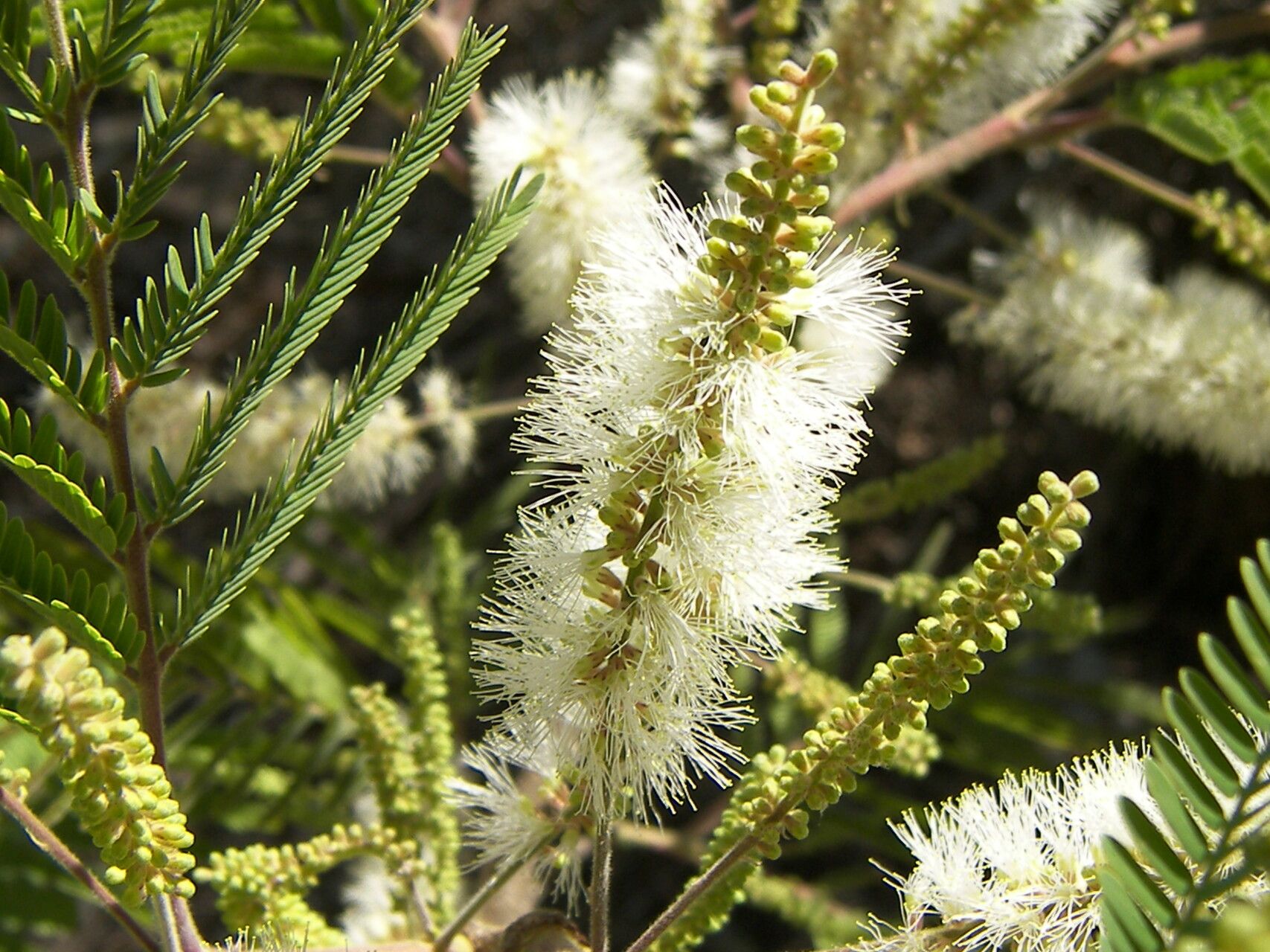 Lysiloma acapulcense — related species from the same genus