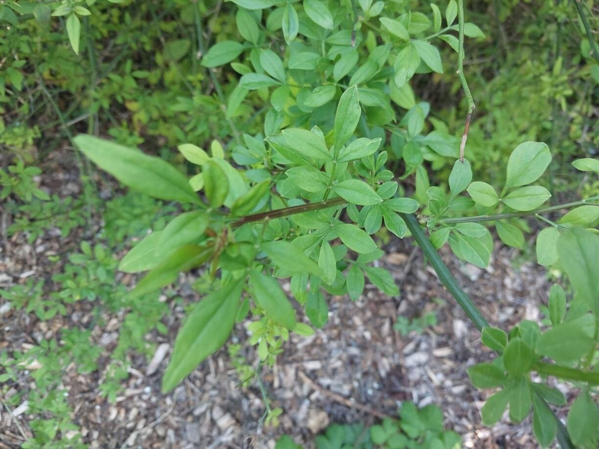 Jasminum waitzianum — houseplant care guide