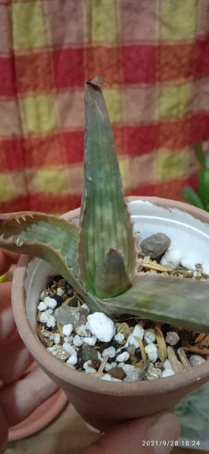 Aloe zebrina leaf