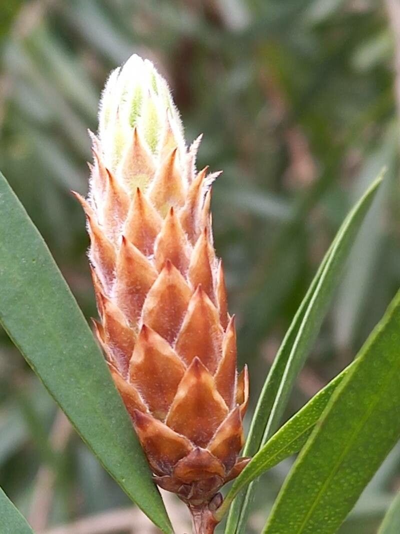 Melaleuca linearis flower