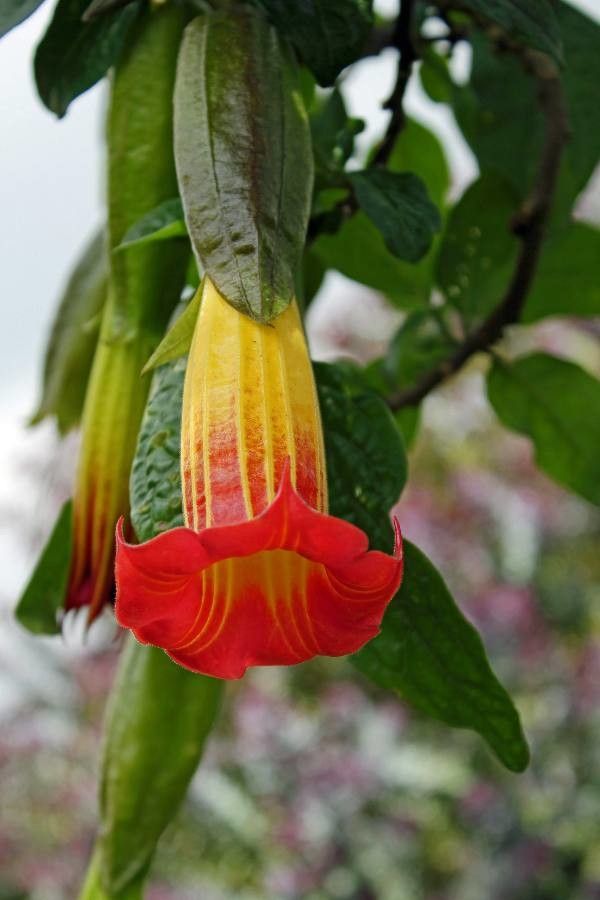 Brugmansia sanguinea flower