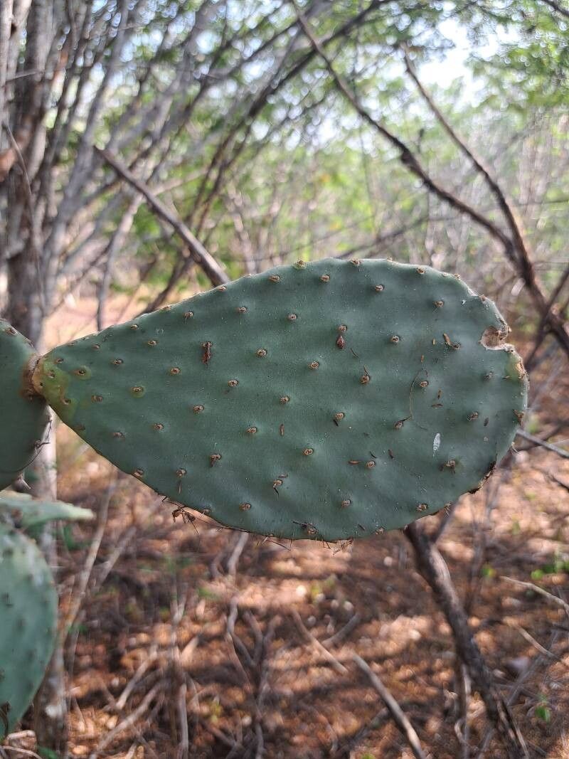 Opuntia excelsa leaf