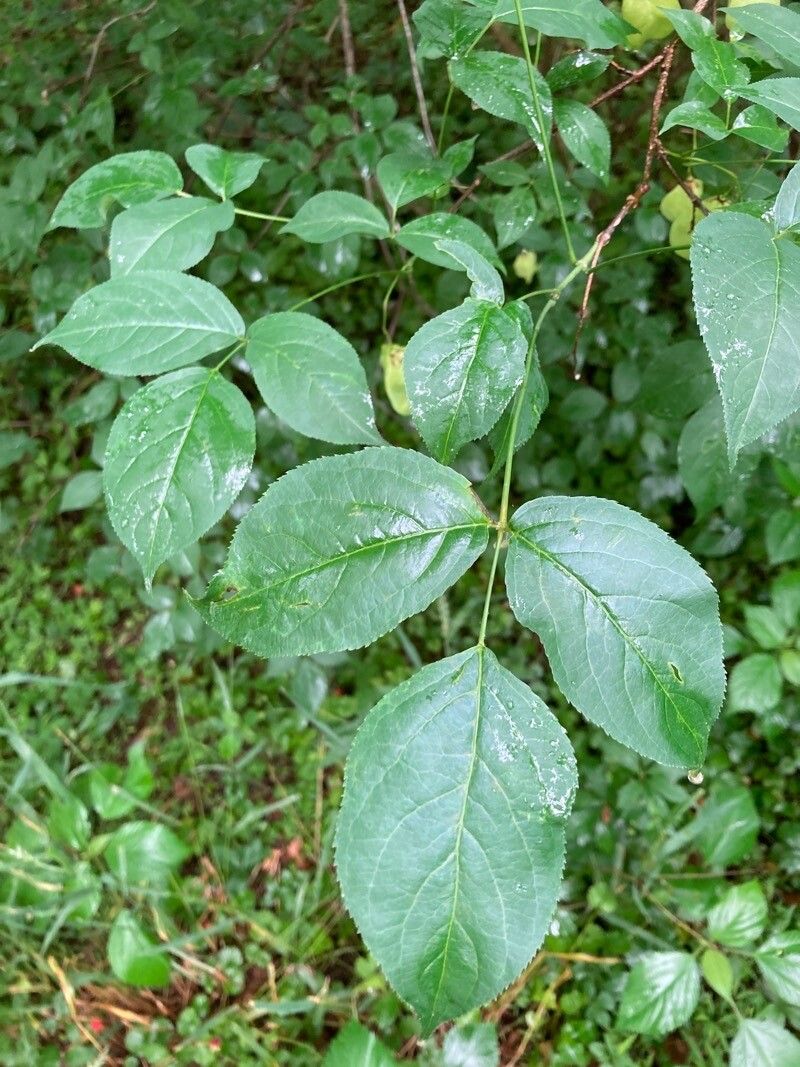 Staphylea trifolia