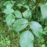 Staphylea trifolia