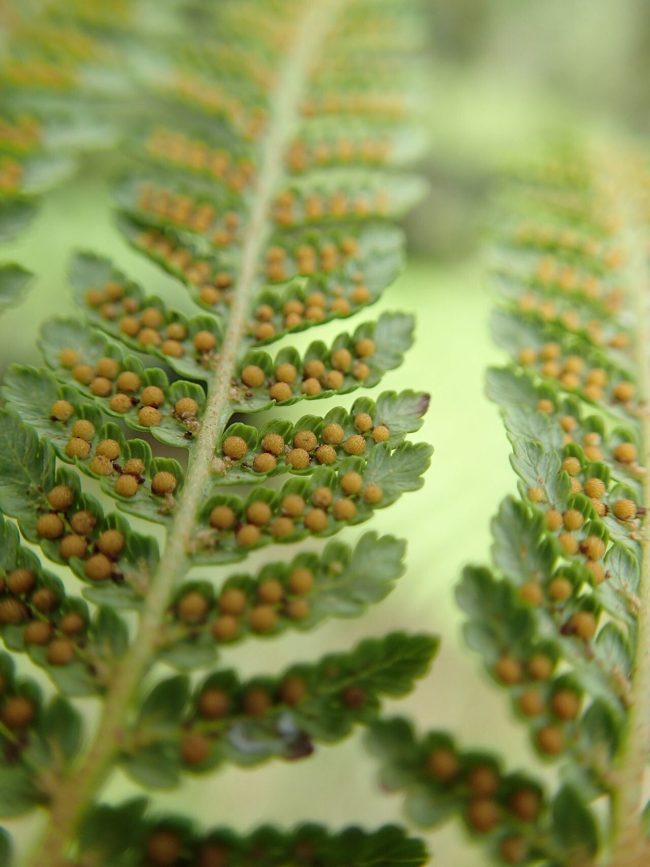 Cyathea cicatricosa leaf