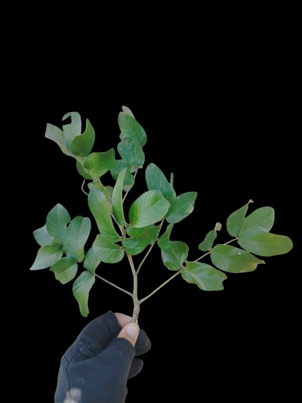 Andira cujabensis leaf