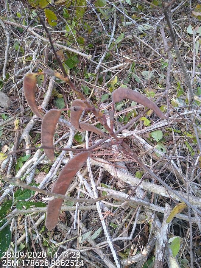 Bauhinia cheilantha fruit