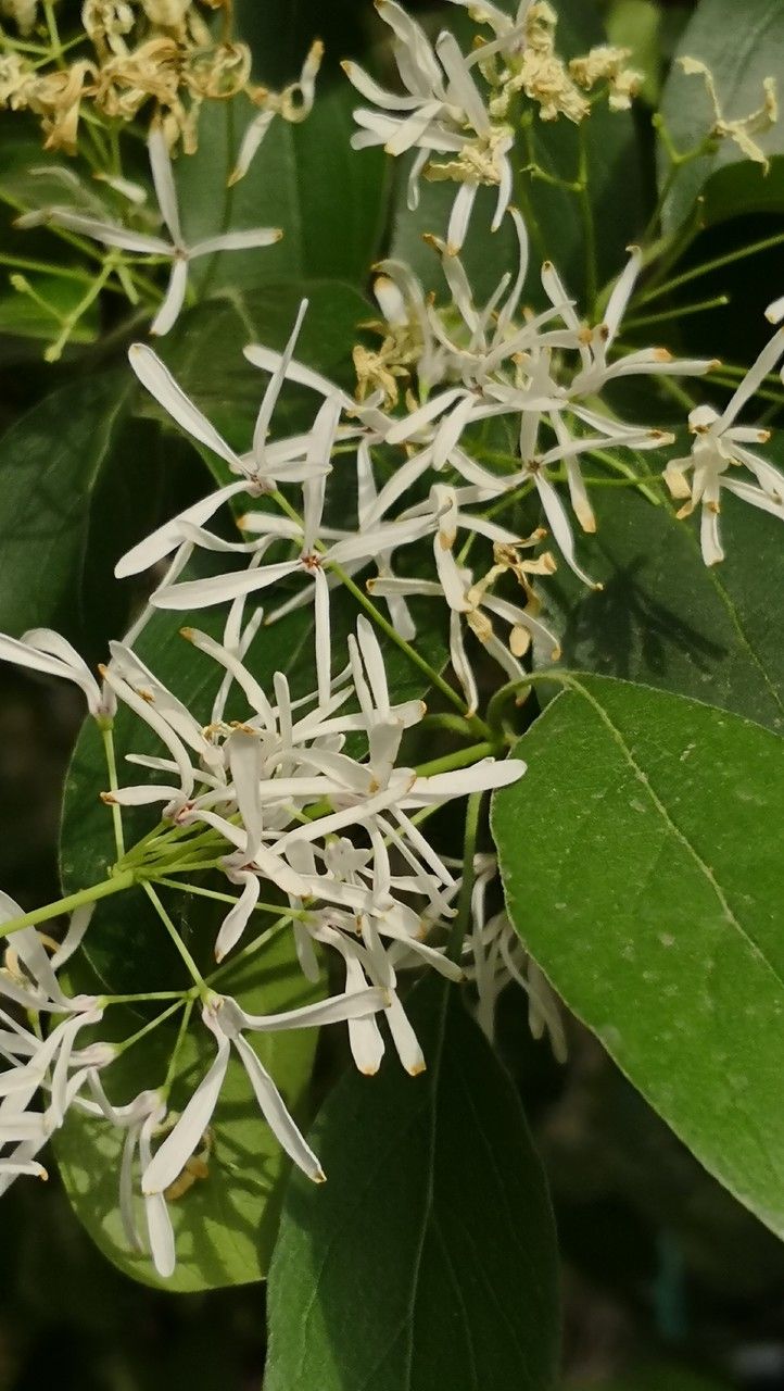 Chionanthus retusus flower