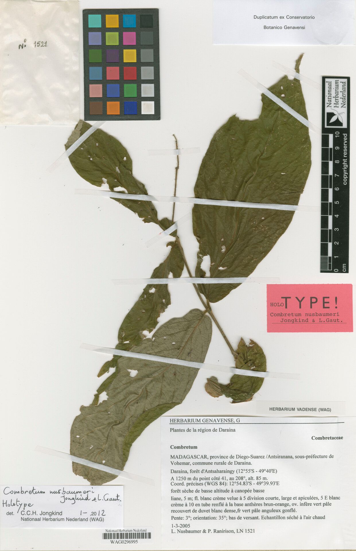 Combretum nusbaumeri — houseplant care guide