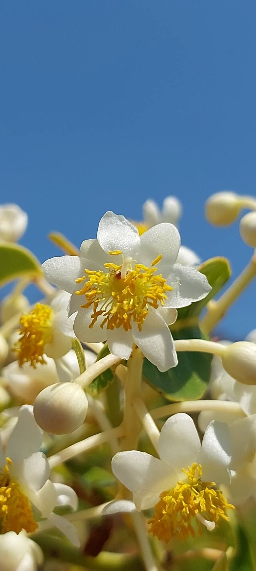 Calophyllum paniculatum flower
