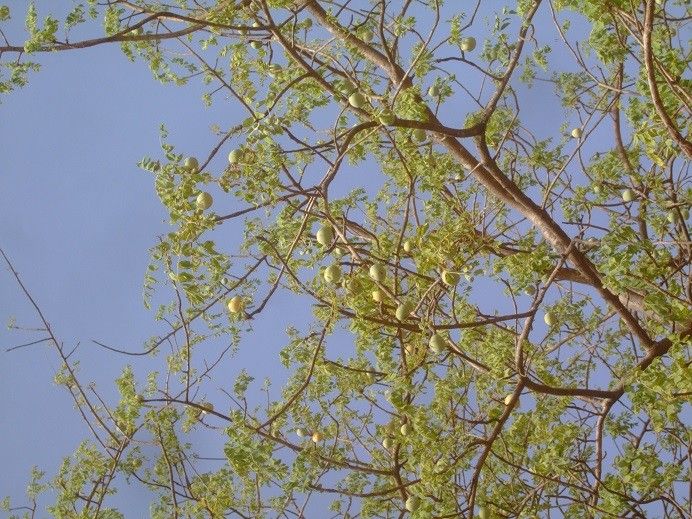 Sclerocarya birrea fruit