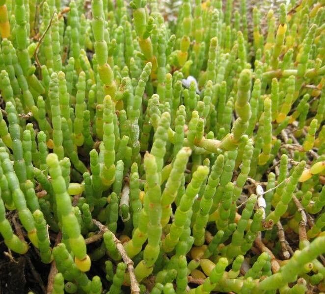 Salicornia natalensis — houseplant care guide