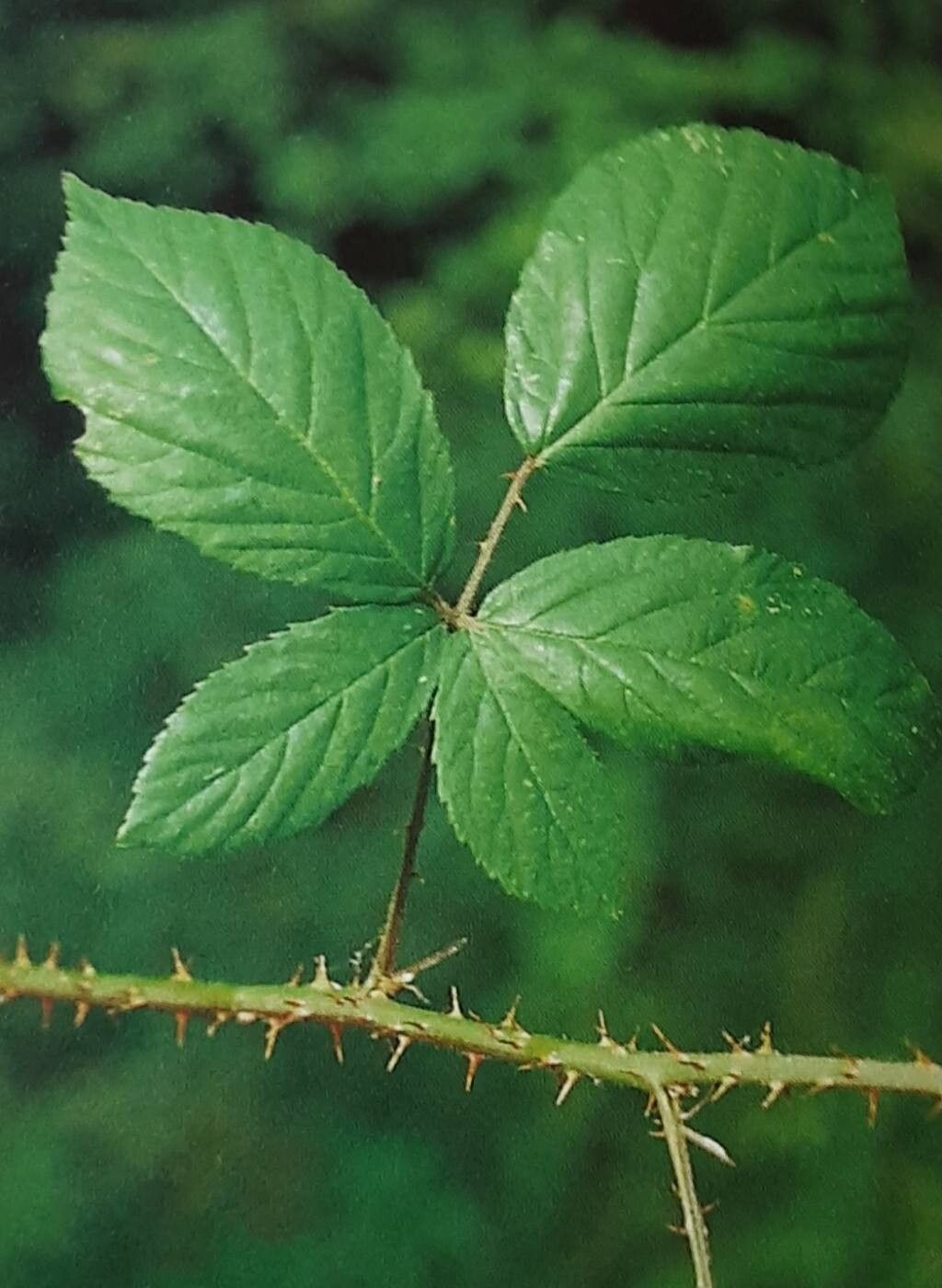 Rubus chlorothyrsos — houseplant care guide