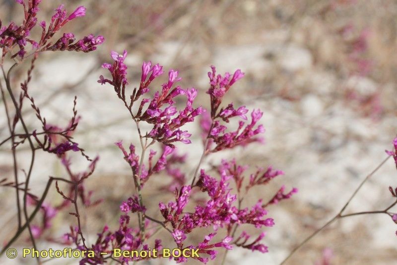 Limonium ornatum other