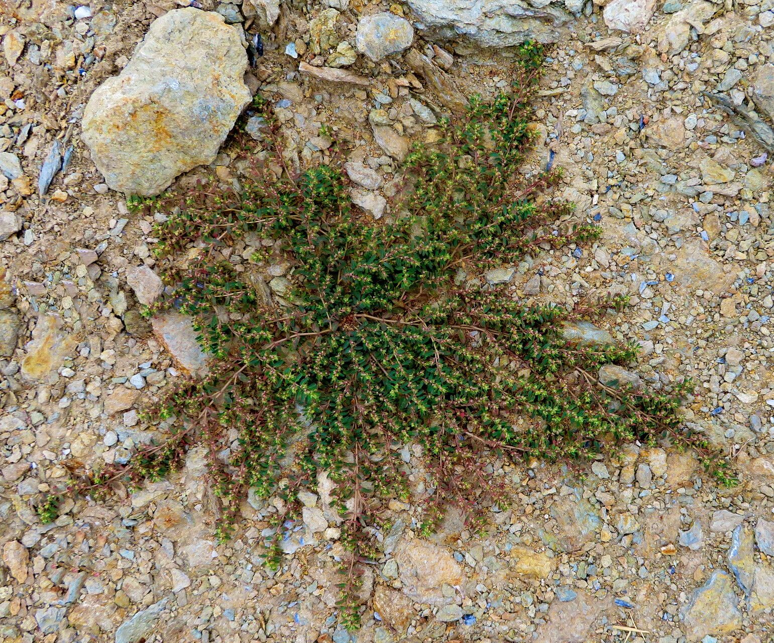 Polygonum cognatum habit