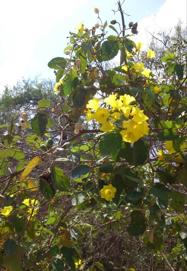 Cordia lutea flower