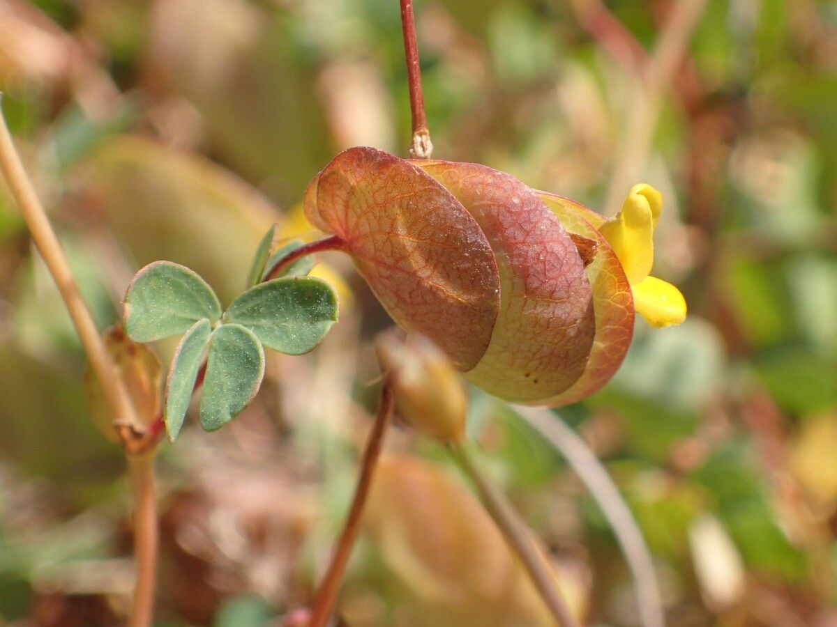 Bryaspis lupulina flower