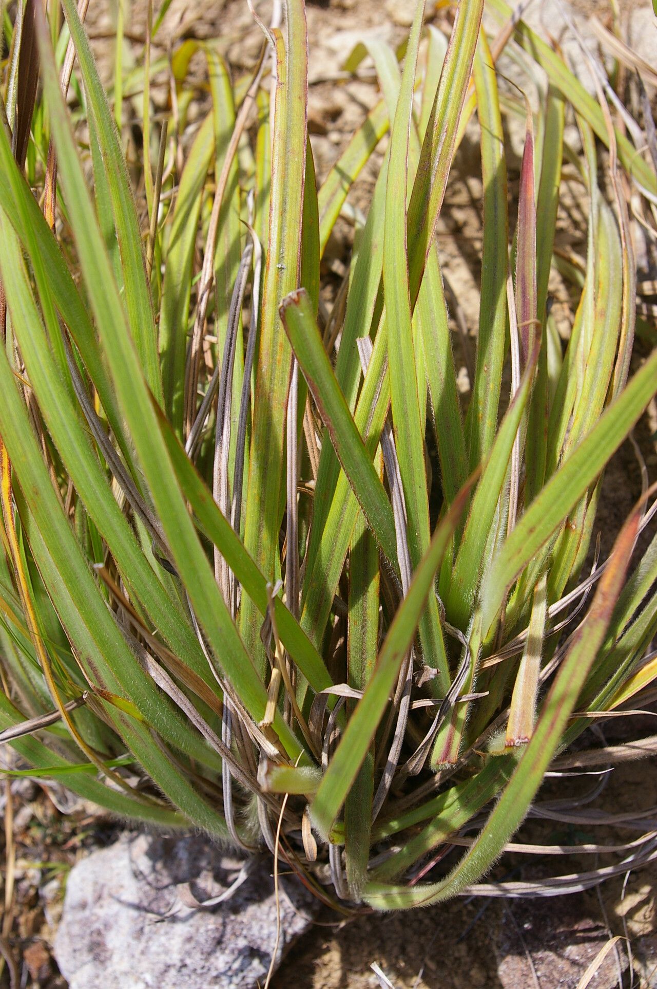 Paspalum pectinatum — search result for 'Paspalum'