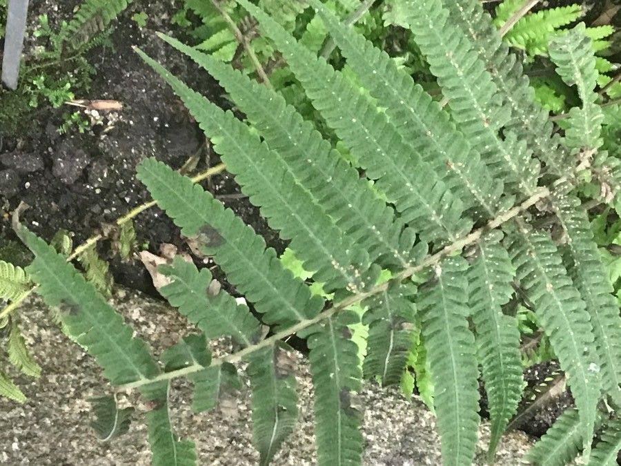 Christella dentata leaf