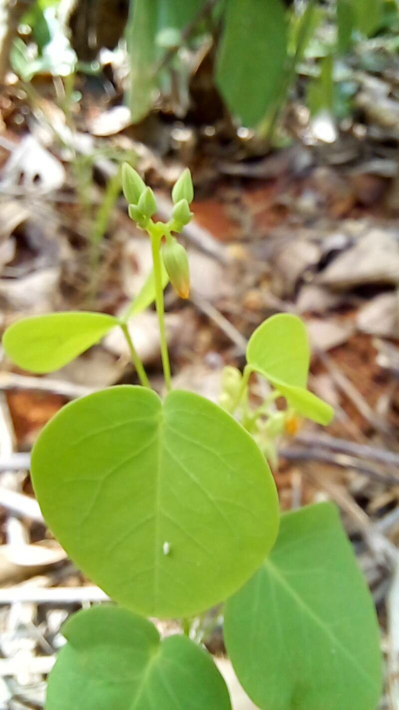 Oxalis suborbiculata other