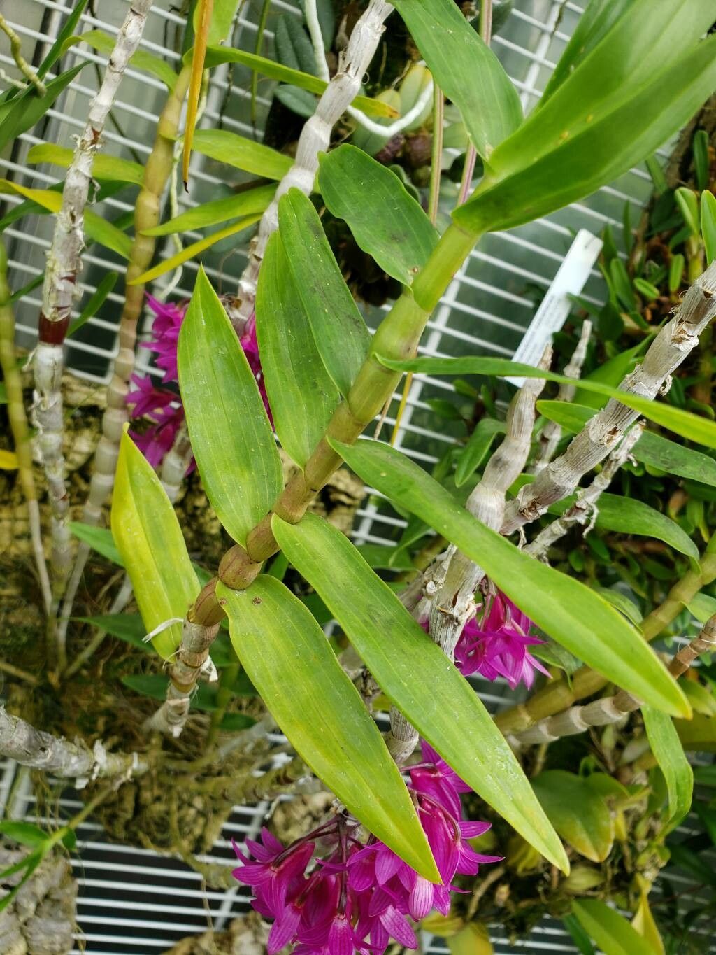 Dendrobium goldschmidtianum — houseplant care guide