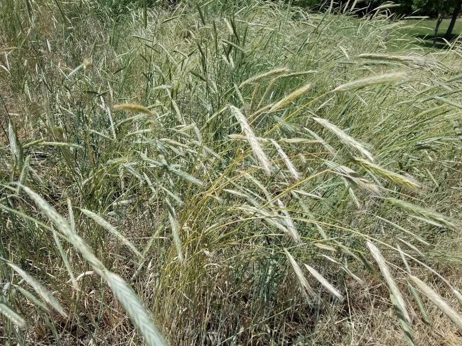 Leymus cinereus — related species from the same genus