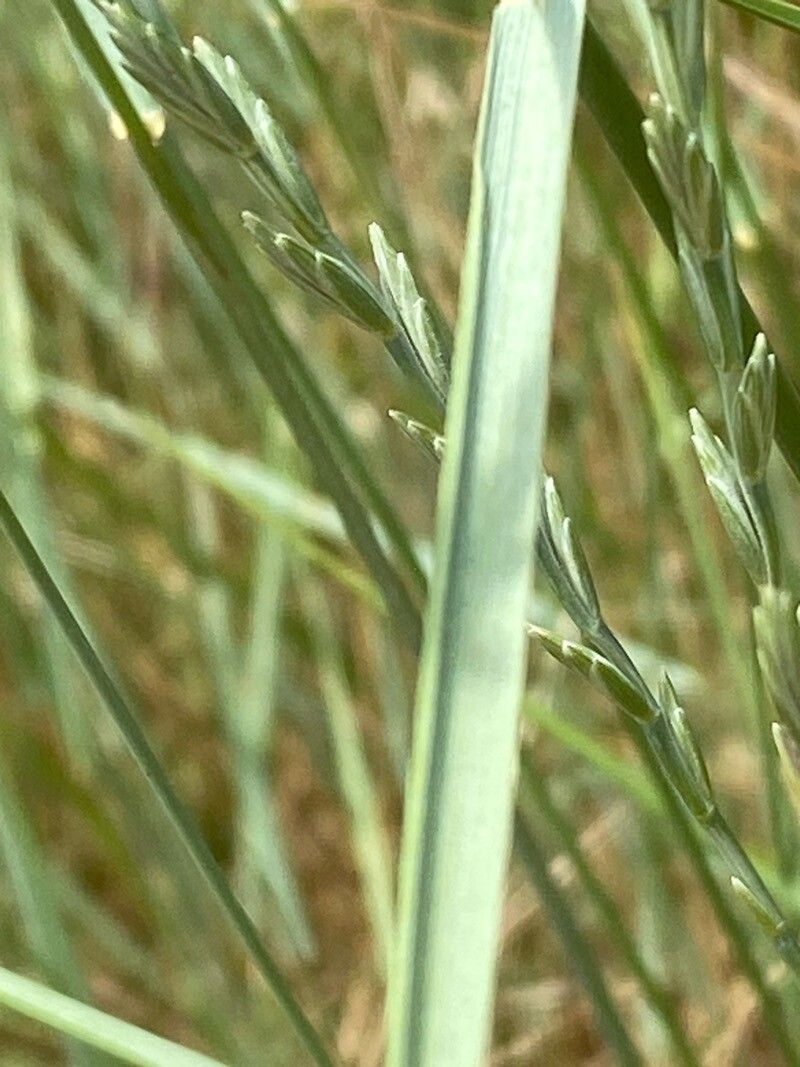 Thinopyrum obtusiflorum — houseplant care guide