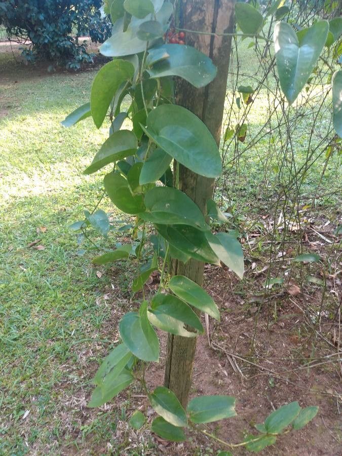 Smilax fluminensis other