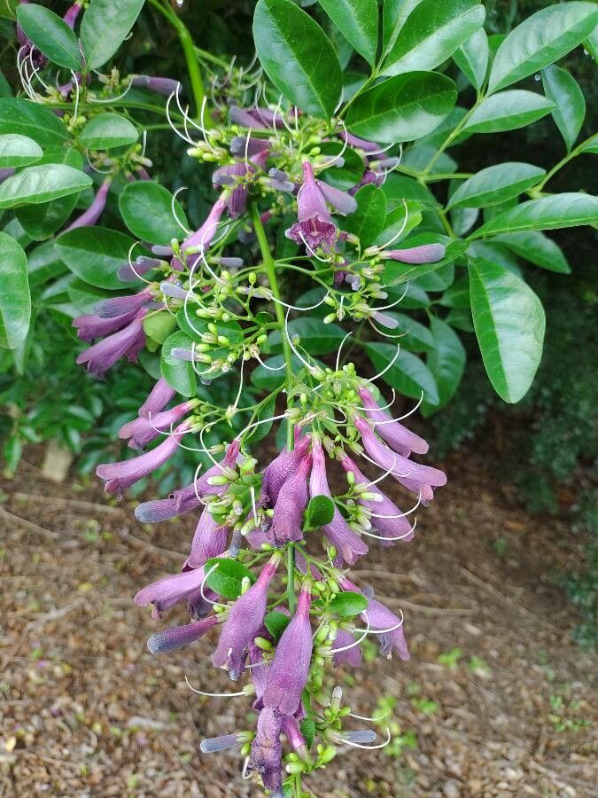 Jacaranda obovata flower
