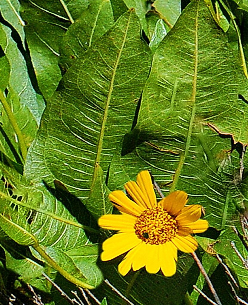 Wyethia amplexicaulis — related species from the same genus