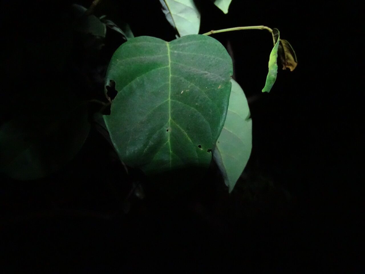 Neocarya macrophylla leaf