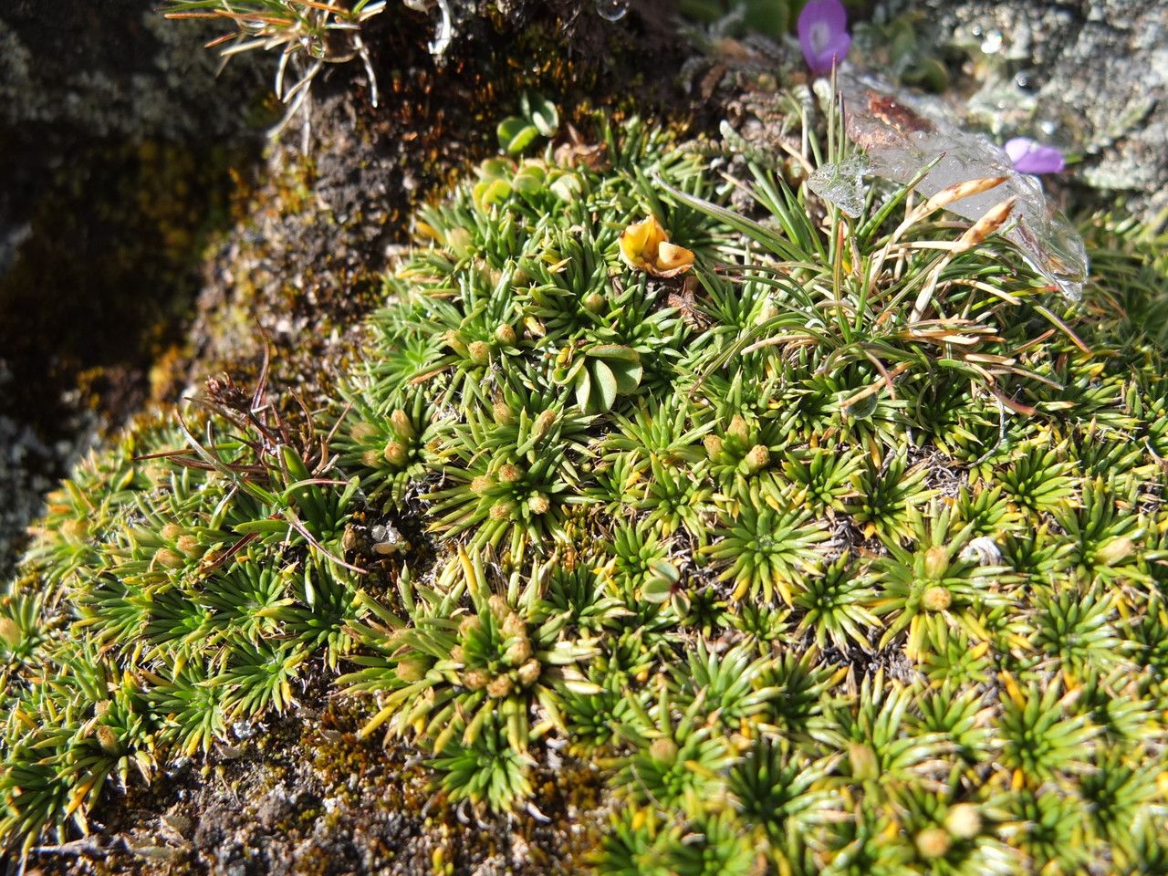 Novenia acaulis habit