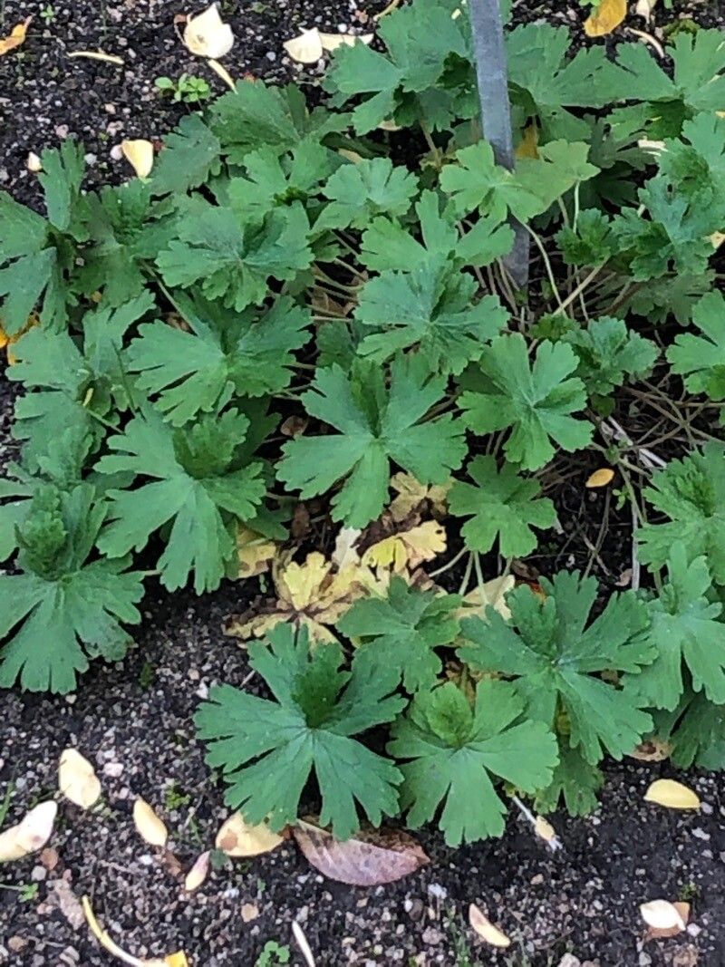 Geranium wlassovianum — houseplant care guide