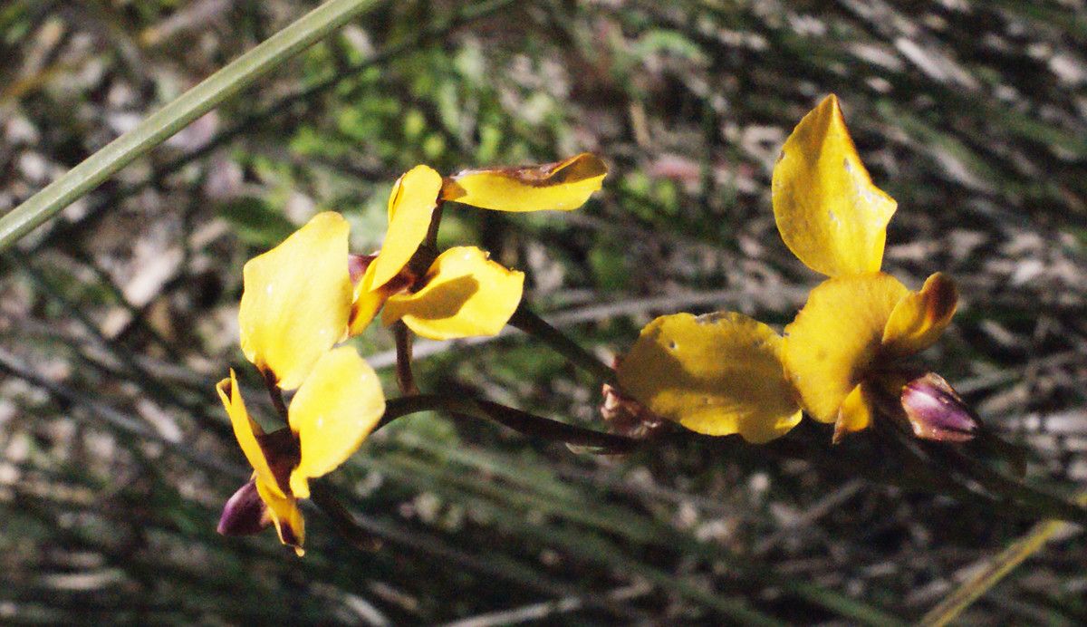 Diuris carinata flower