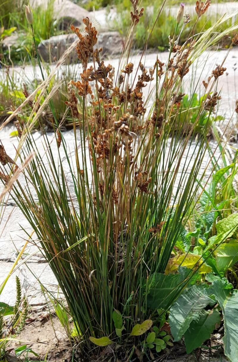 Juncus occidentalis habit